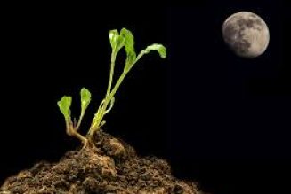 Planting by the Moon