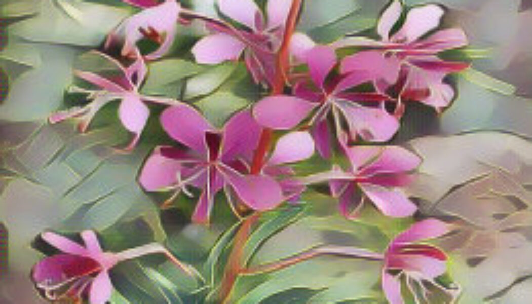 Willow Herb Epilobium