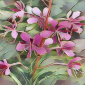 Willow Herb Epilobium