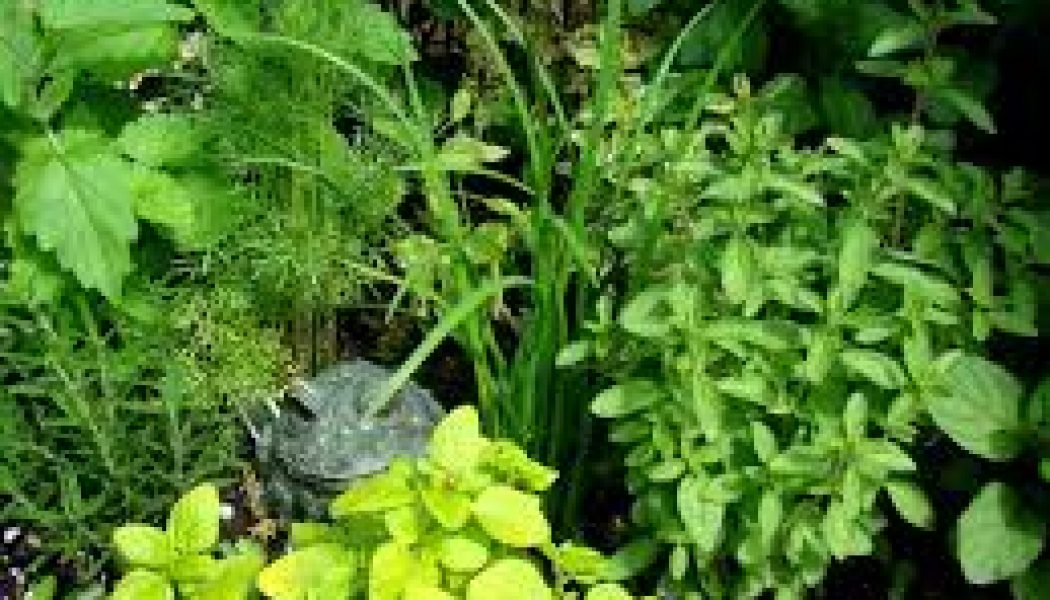 Plant and Herb Magick