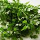 Parsley Health Benefits and Therapeutic Uses: