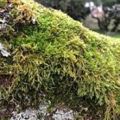 Moss