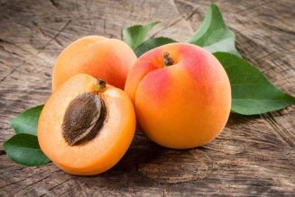 Apricot – Love.