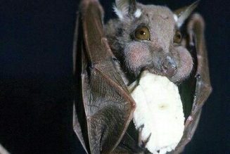 Bat as a Celtic Animal Symbol