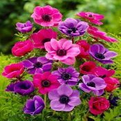 Anemone: The Magick of