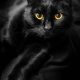 Black Cats Are Omens of Death