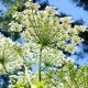 Angelica Leaves