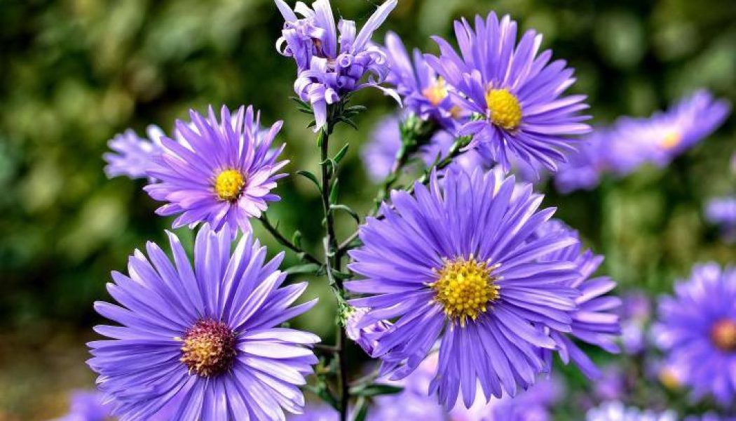 Aster