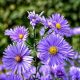 Aster