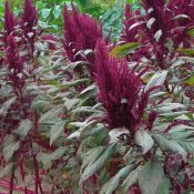 Amaranth: the Magick of