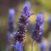 Lavender ~ Magickal Uses