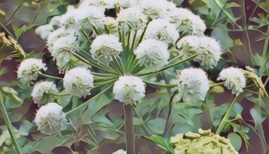 Angelica Root: the Magick of