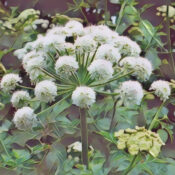 Angelica Root: the Magick of