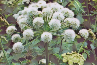 Angelica Root: the Magick of