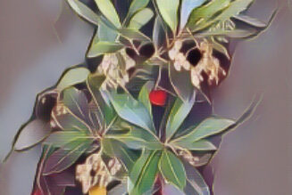 Arbutus: The Magick of