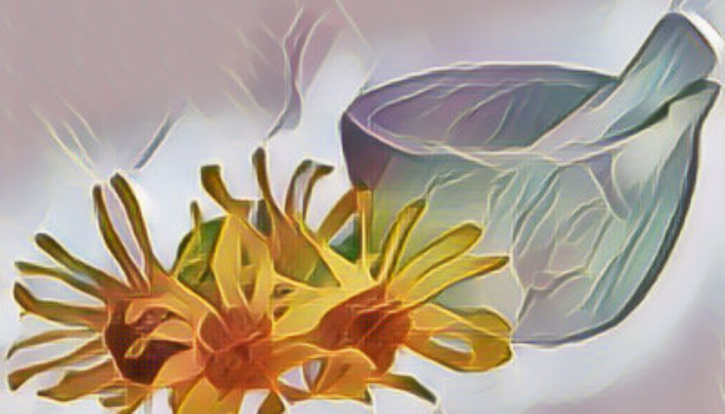 Arnica: the Magick of