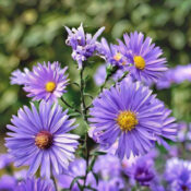 Aster