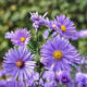 Aster