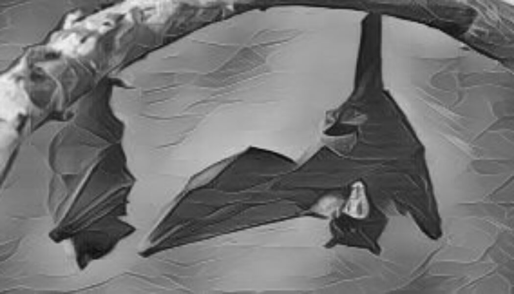 Black Bat Dreams