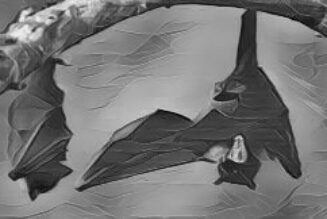 Black Bat Dreams