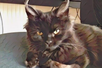 Are Black Cats Incarnations of Satan