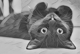 Black Cats Are Symbols of Luck & Prosperity