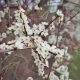 Blackthorn in Bloom