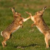 Hares