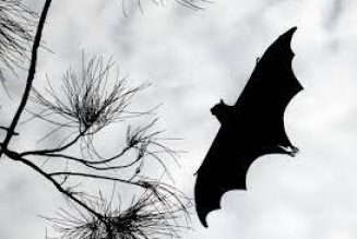 Bat Dreams