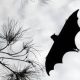 Bat Dreams