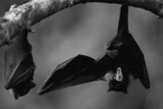 Black Bat Dreams