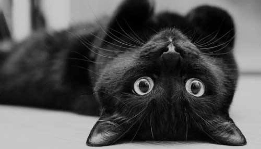 Black Cats Are Symbols of Luck & Prosperity