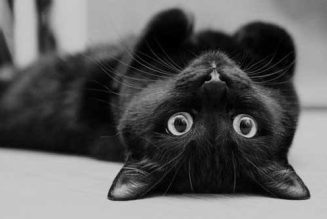 Black Cats Are Symbols of Luck & Prosperity