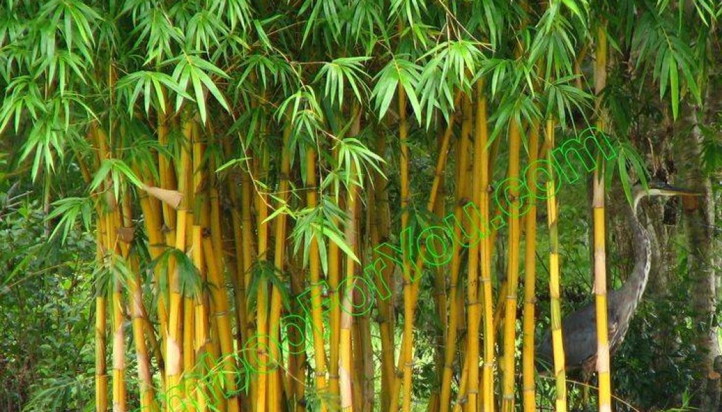 Bamboo