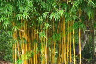 Bamboo