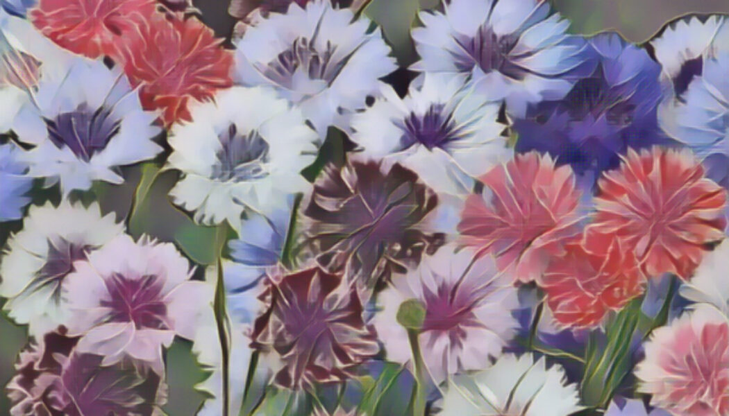 Bachelor’s Buttons the Magick of