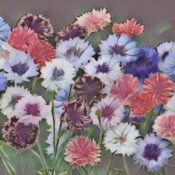 Bachelor’s Buttons the Magick of