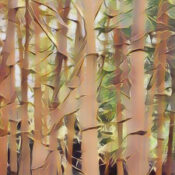 Bamboo the Magick of