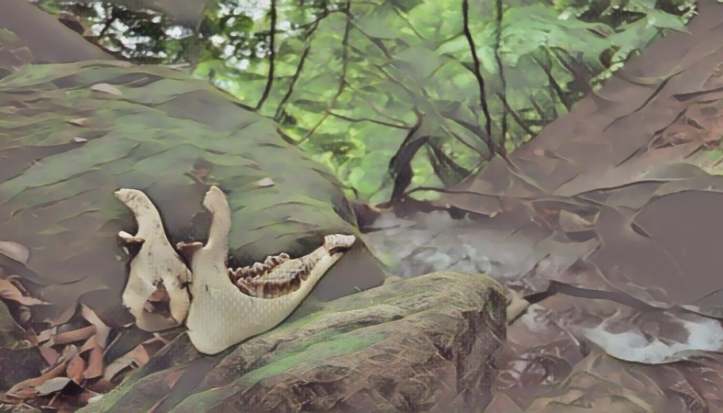 Blessing and Consecration for Found Bones or Other Natural Material