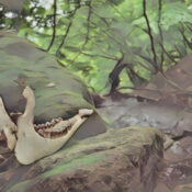 Blessing and Consecration for Found Bones or Other Natural Material