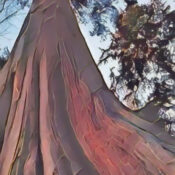 Cedar Wood the Magick of