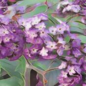 Heliotrope the Magick of