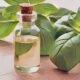 Essential Oil Benefits: Basil