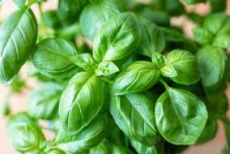 Basil for Business