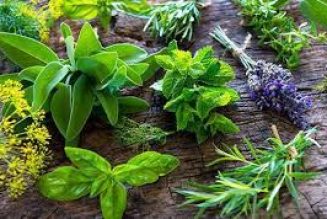 The uses of Herbs Love