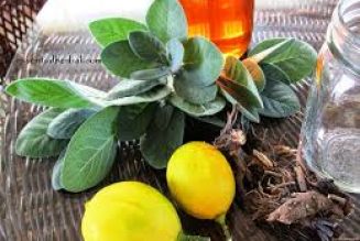 Practical Uses for Herbs: Sore Throat