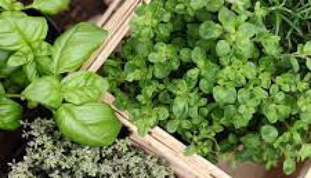 The uses of Herbs Money
