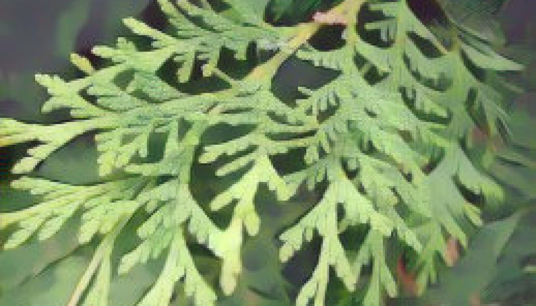 Cedar: Herbs Associated with Dream Magick