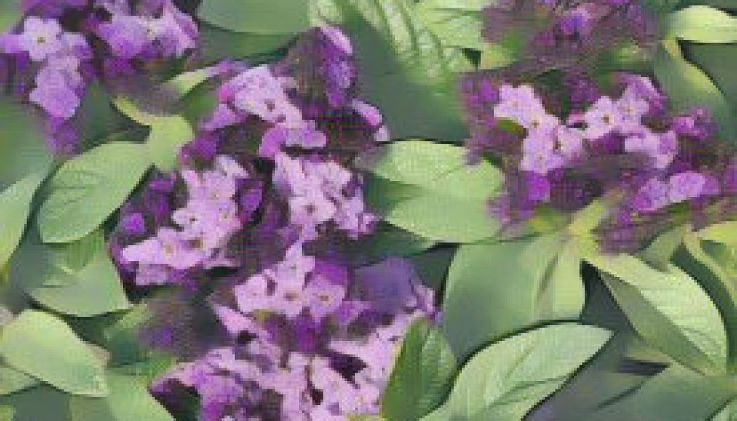 Heliotrope: Herbs Associated with Dream Magick