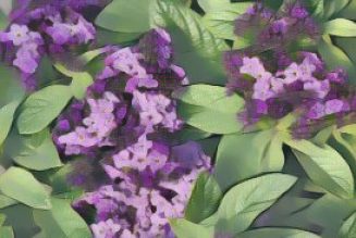 Heliotrope: Herbs Associated with Dream Magick